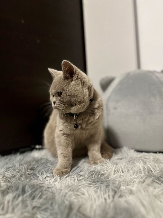 Pisoi British-Shorthair Cappucino