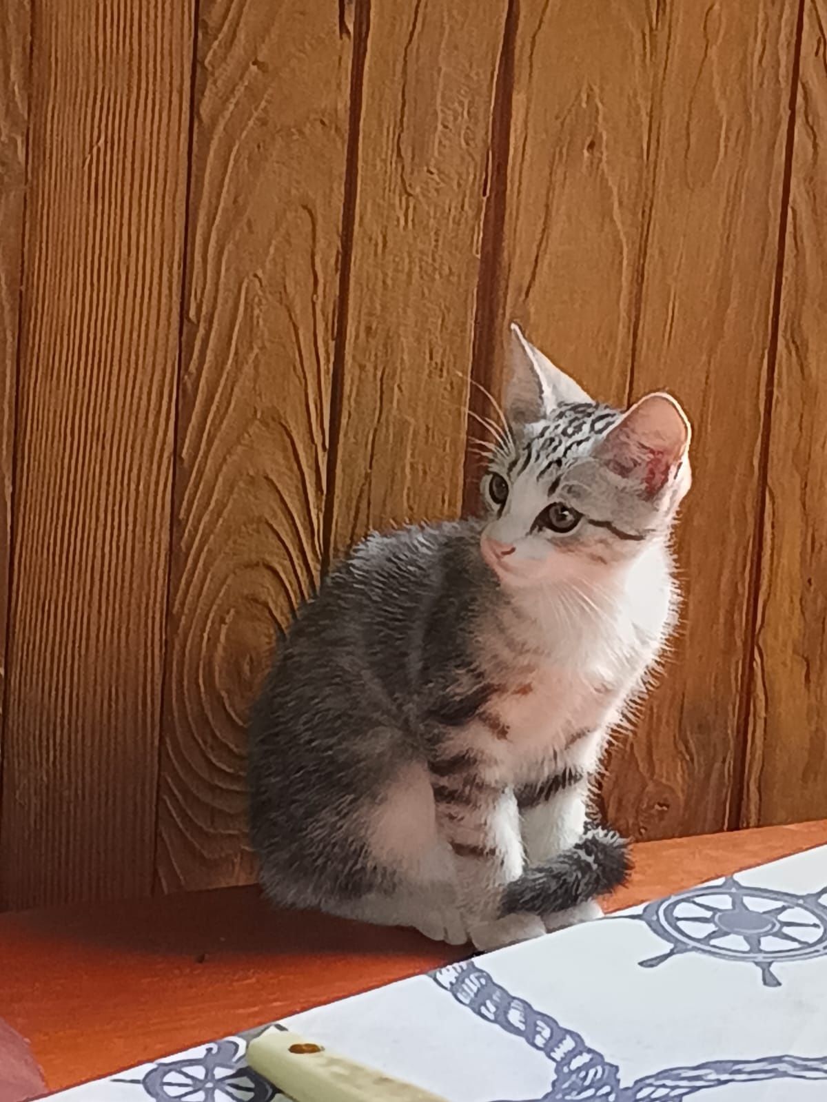 Отдам котят два месяца
