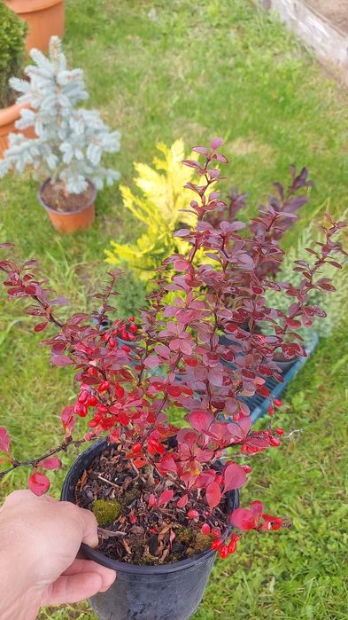 Tuia Spirala Plante ornamentale.