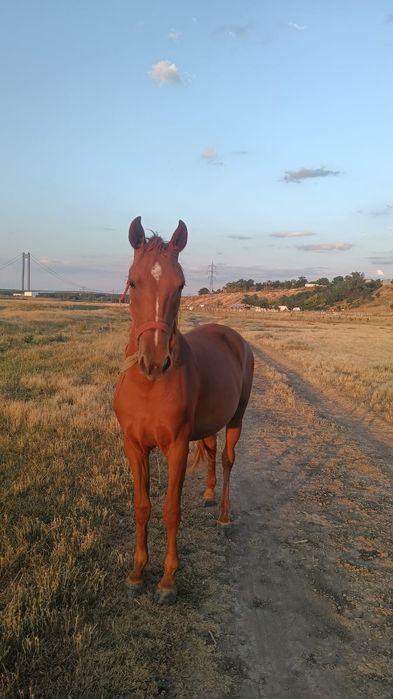 De vânzare o mânză