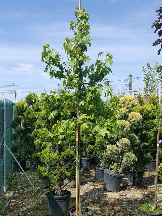 Pomi Ornamentali  liquidambar arborele de guma