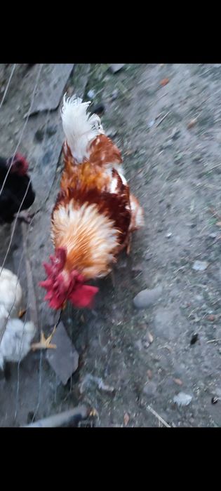 Păsări de curte - COCOȘ