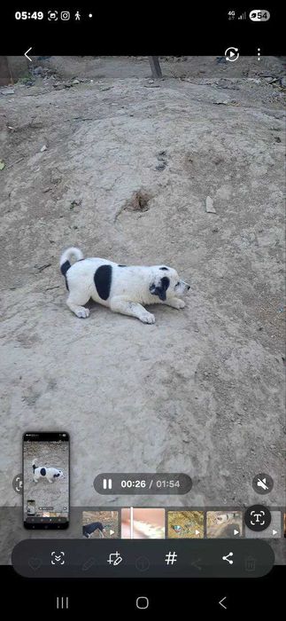 Бесплатно шенки 1,5 месяца