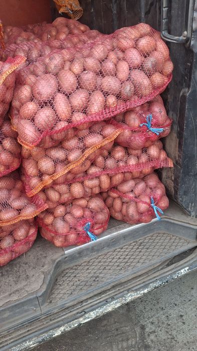 Cartofii de consum și de animale