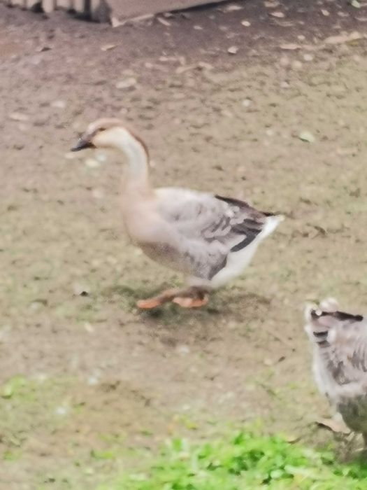 Gâște americane și 9 rate