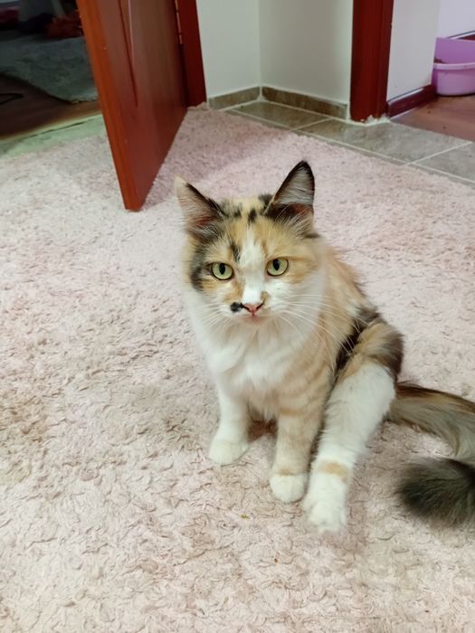 Котята, бесплатно