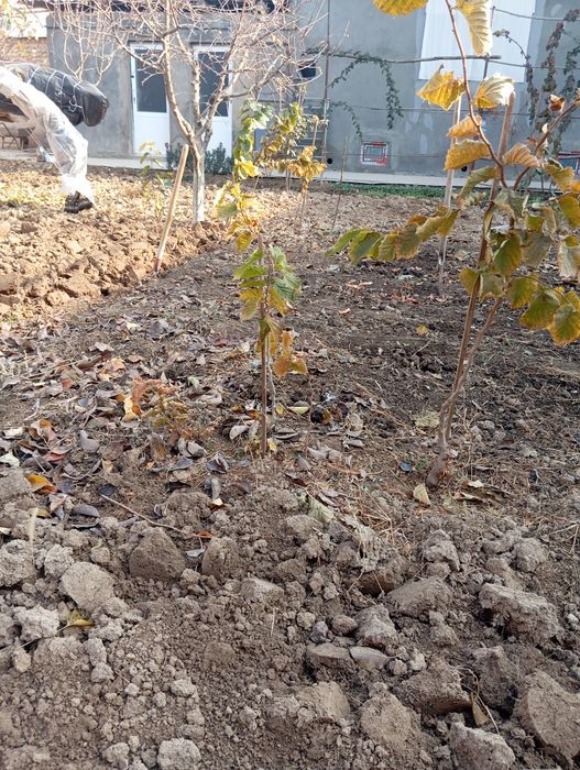 Фундук продаем есть 2 летние и 3 летние