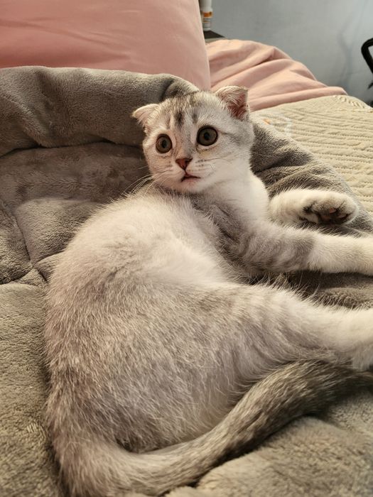 Продам кошечку 3,5мес порода Скоттиш Фолд шотландская вислоухая.