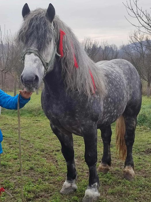 Armasar 5 ani 1.68 inaltime bland fara defecte ‼️