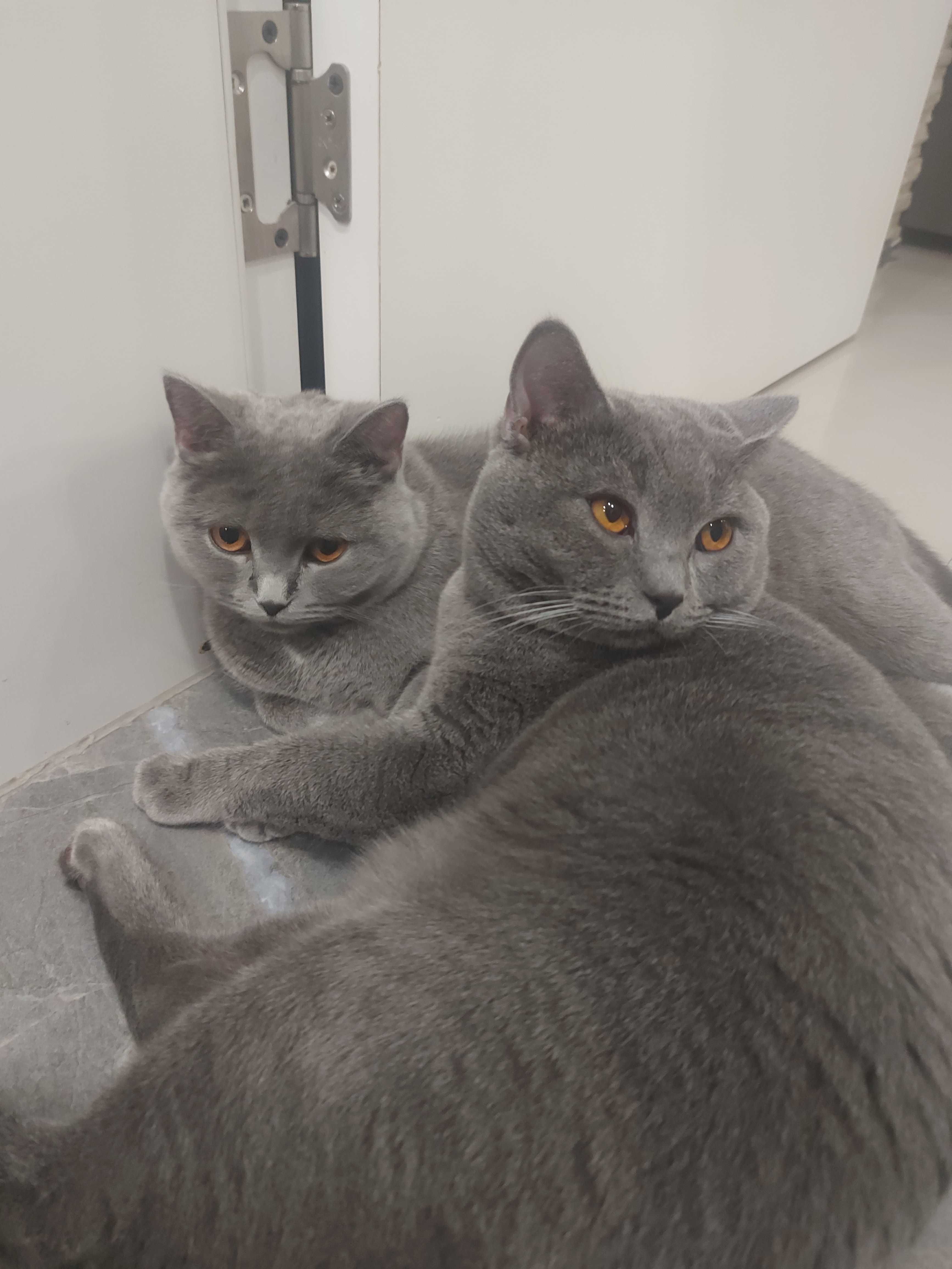 Британски котенца