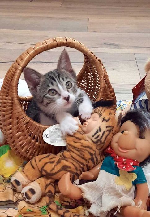 Котята, два месяца. Домашние, чистые, ухоженные. В добрые руки.