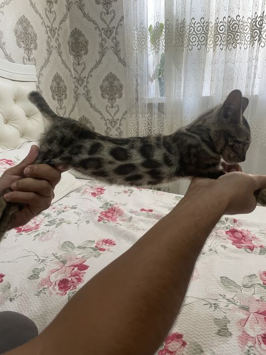 Bengal qiz tozza zot