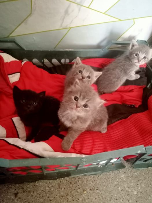 отдам котят бесплатно