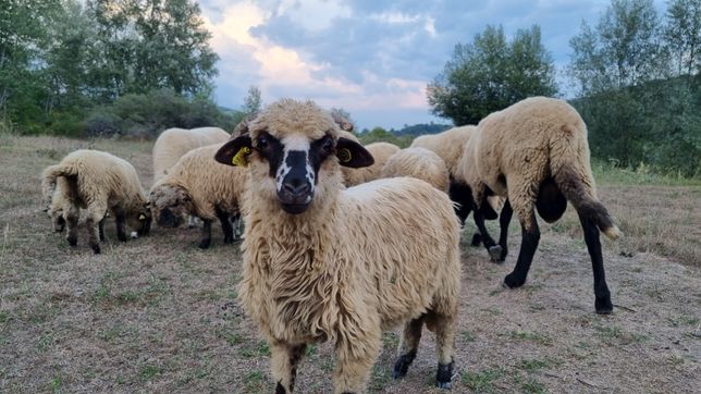 Vând oi din rasa Carabas sârbesc,turcana de hateg și Bergamax