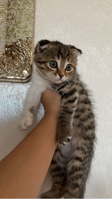 Кишкентай мысык мамасы шотландская