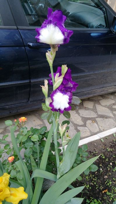 Продавам коренища на цветя Ирис – редки сортове
Цветове: бели, жълти,