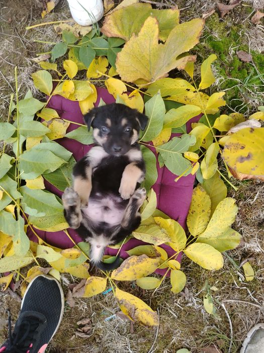 Pui de câine metis spre adopție