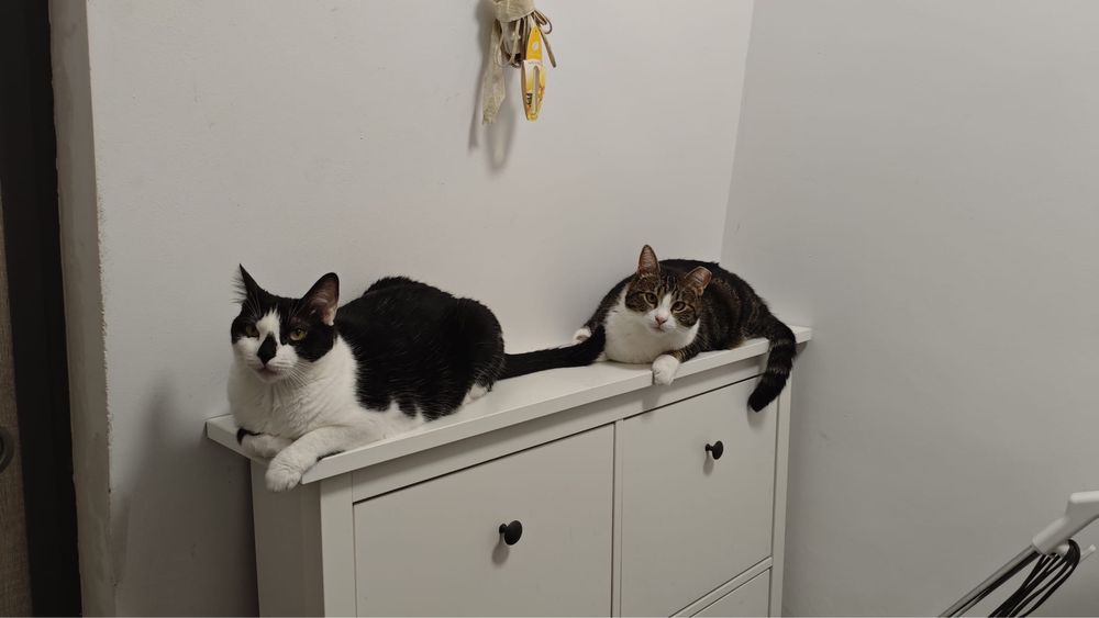 Adopție – Două pisici minunate își caută o nouă casă!