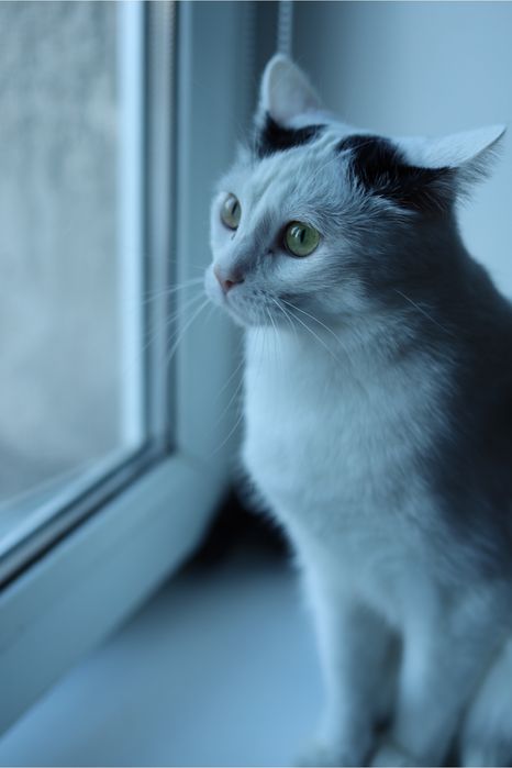 Отдадим котов двоих