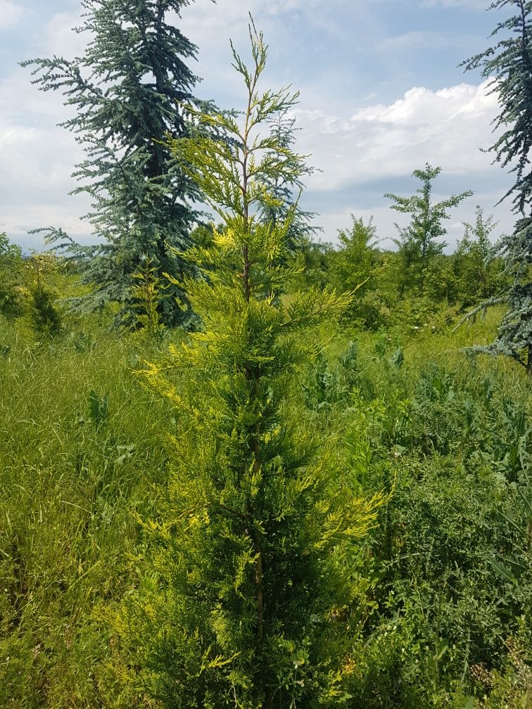 Vand tuia leilandi aurea sau verde aclimatizate 1.80m 2m