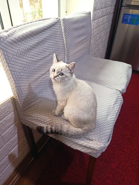 Британская кошка четырех месячная