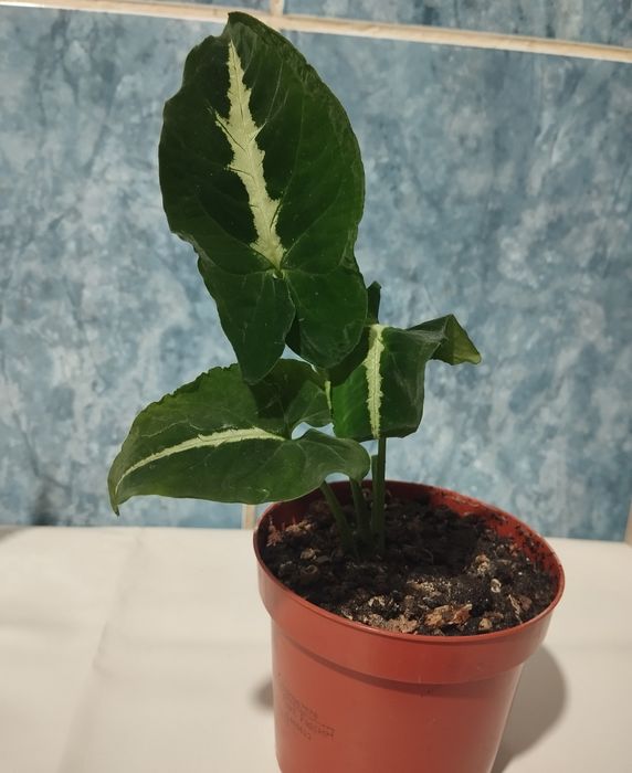 Продам Сингониум продам