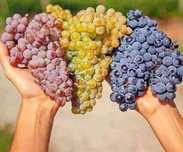 Struguri de vin , producție 2025 , Vrancea