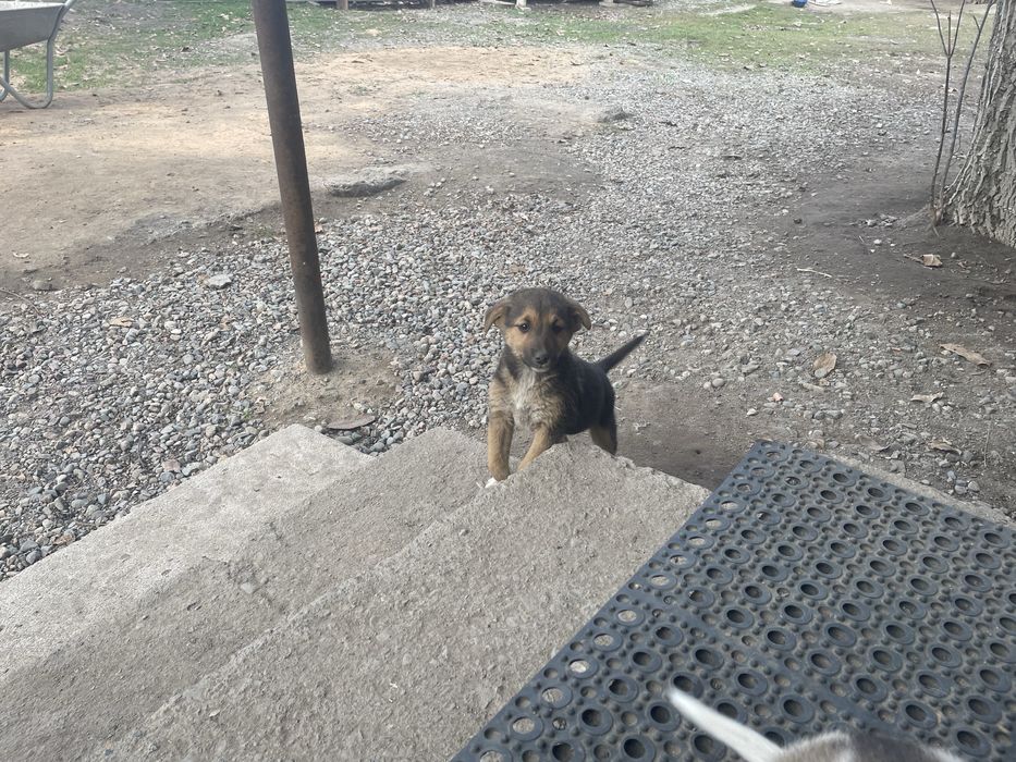 Отдам щенков в добрые руки