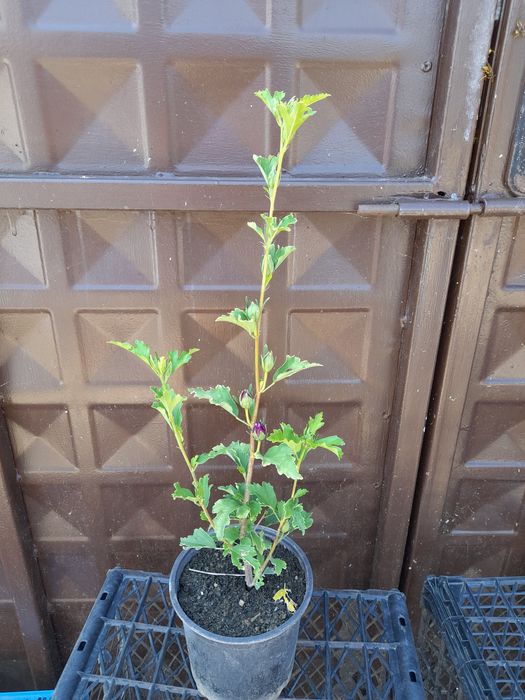 Хибискус Кичест 3 налични цвята