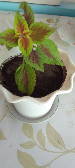 Продам цветок за 500тенге колеус и алоэ по  500 тенге.