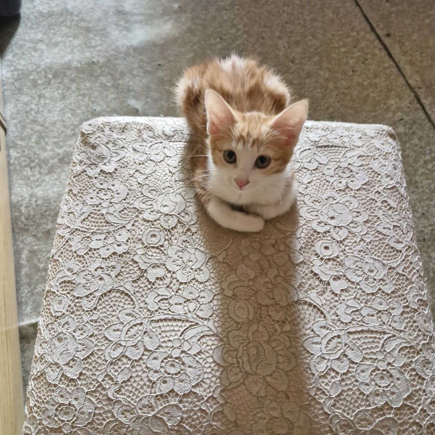 Отдам котёнка  в хорошие заботливые руки