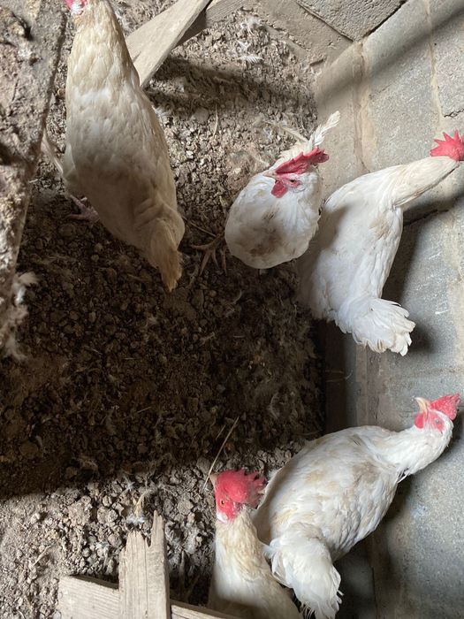 Куры несушки белые