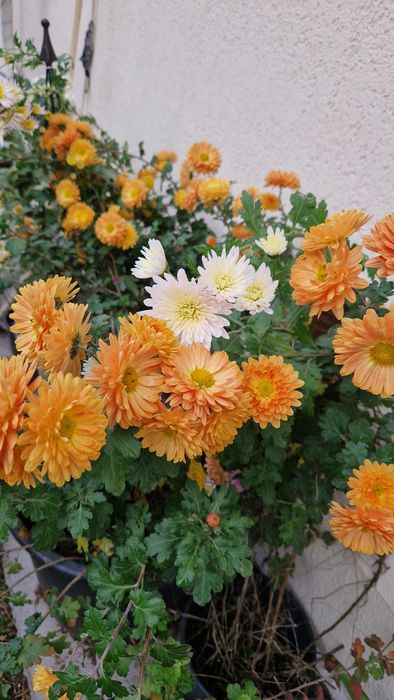 Vând tufanele, crizanteme