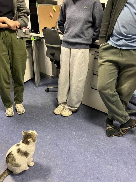 Кот найден. Ищет дом. Ласковый и манерный.