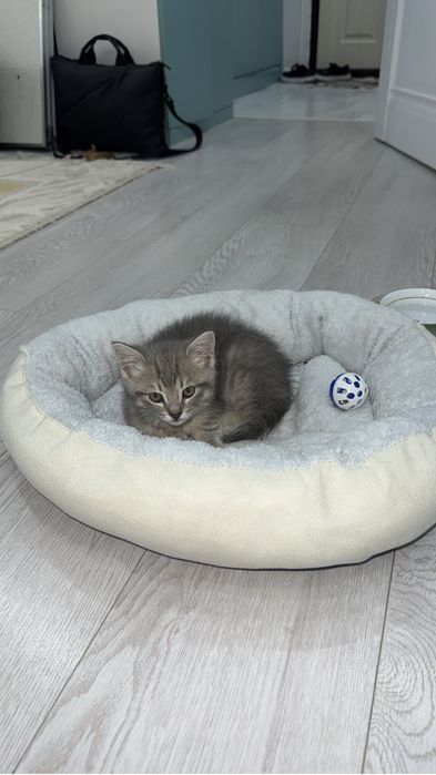 2айлык Британская короткошерстая букил Заттары бар Акылды Мысык.