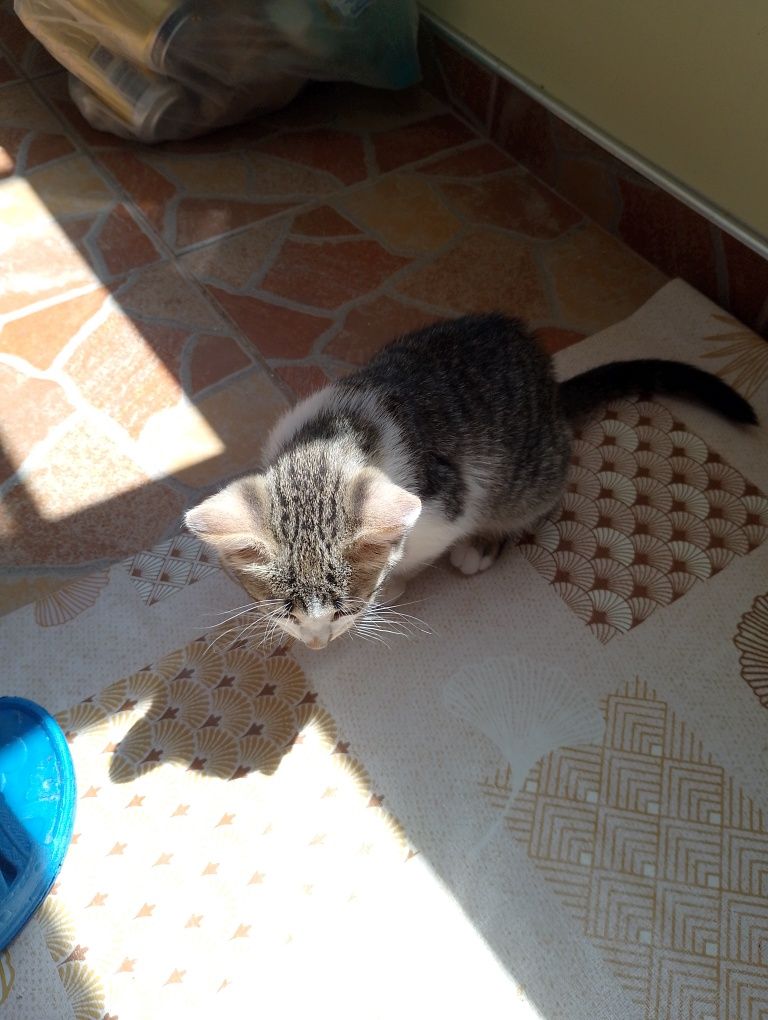 Подарявам малки котенца
