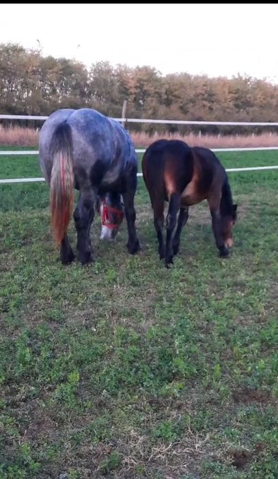 ‼️Manză semigrea de 6 luni ( iapă nu armăsar) foarte blândă‼️