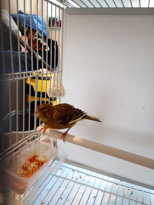 Canari. Masculi și femele