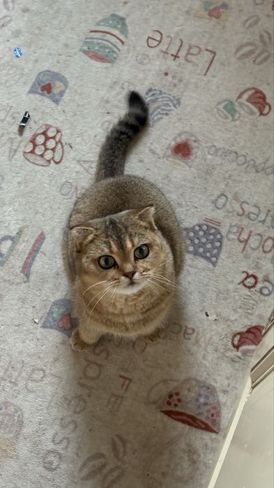 Продаю кошку. Пол — самка, лежит.