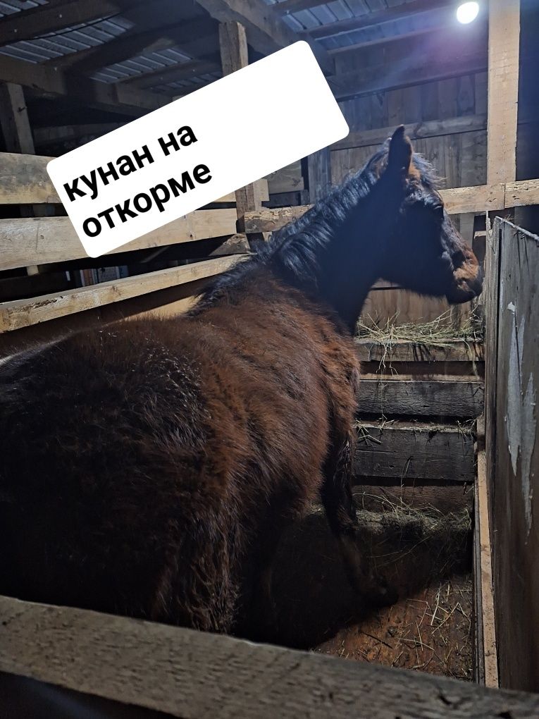 Продам лошадей разных возрастов