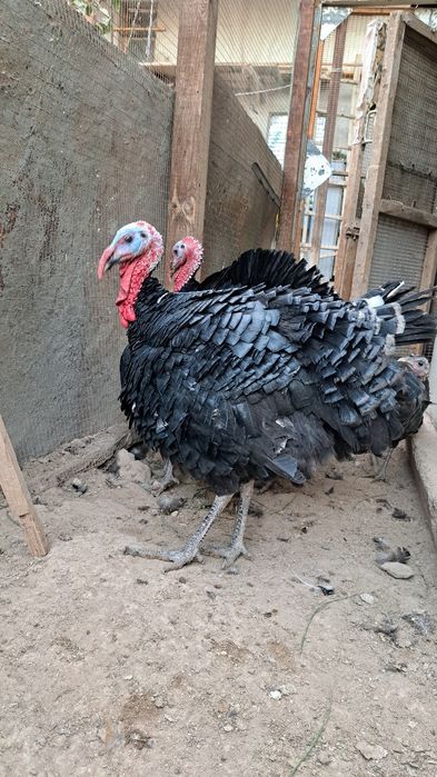 Induk  5-7 kilo atrofinda uyda boqilgan bu yilgii toza