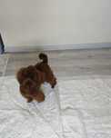 Той пудел toy poodle