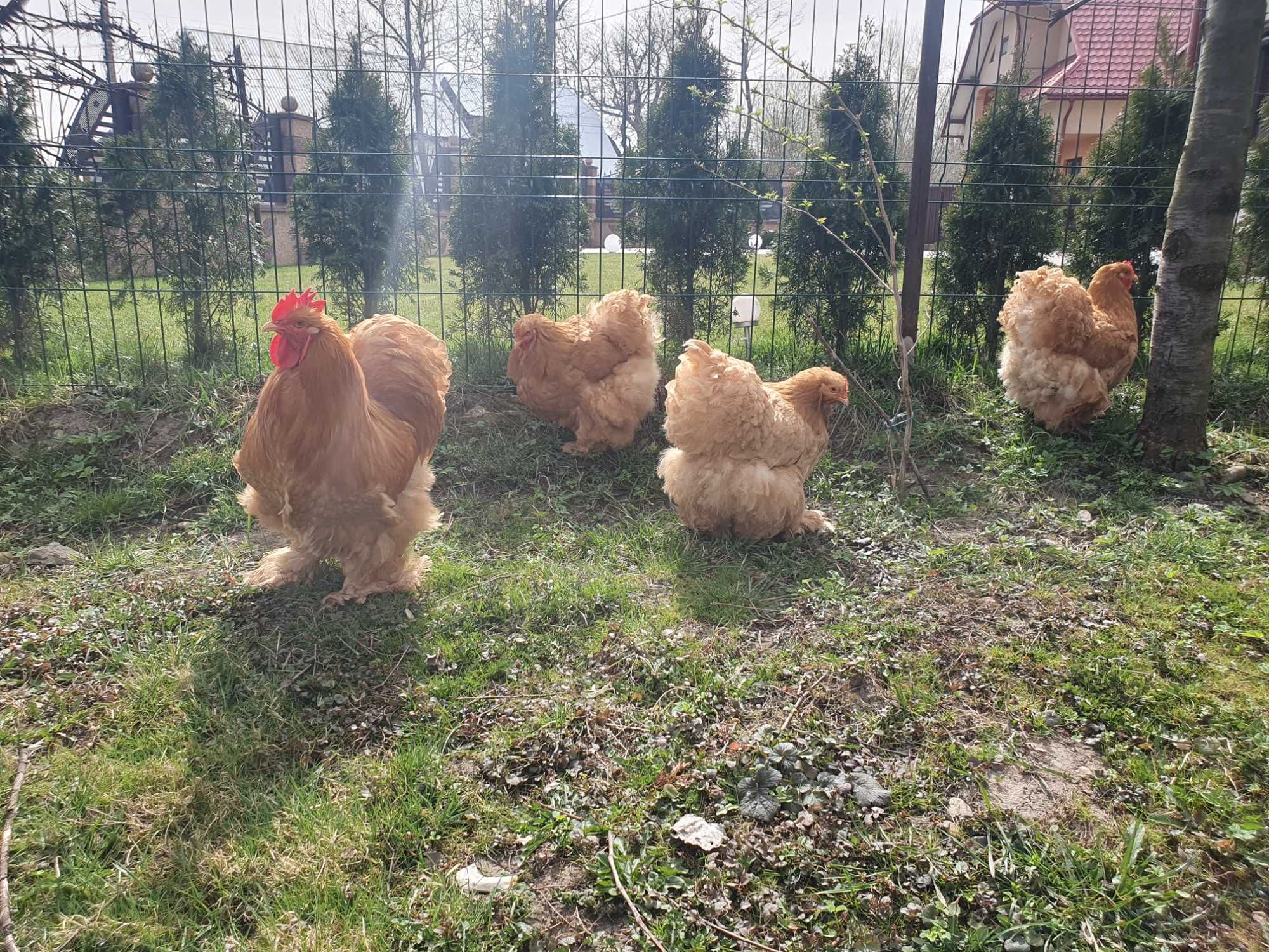 Ouă cochinchina uriaș