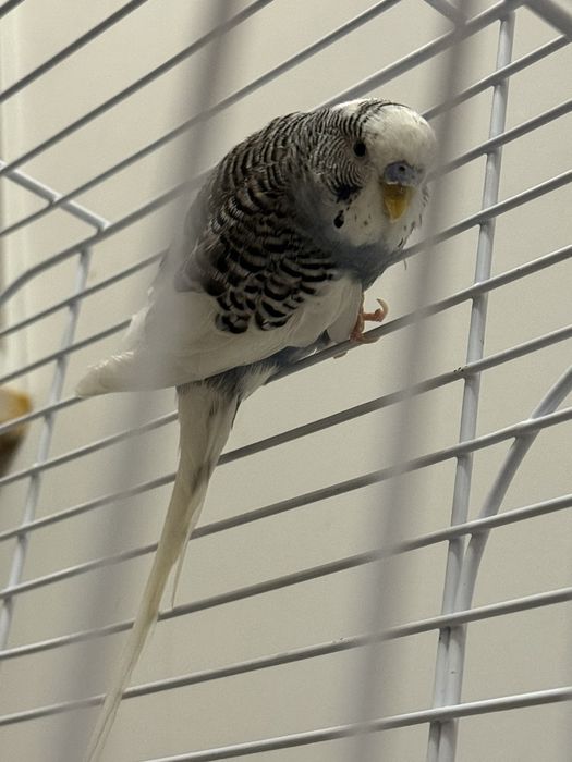 Вълнисто папагалче