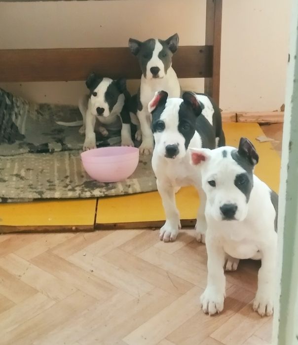 Шеночки американский пит бул