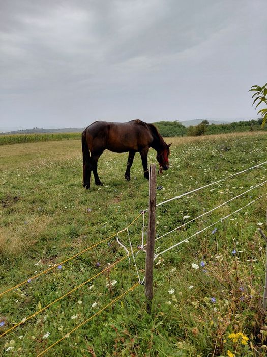 Vând  sau schimb cu oi mânz de doi ani jumate