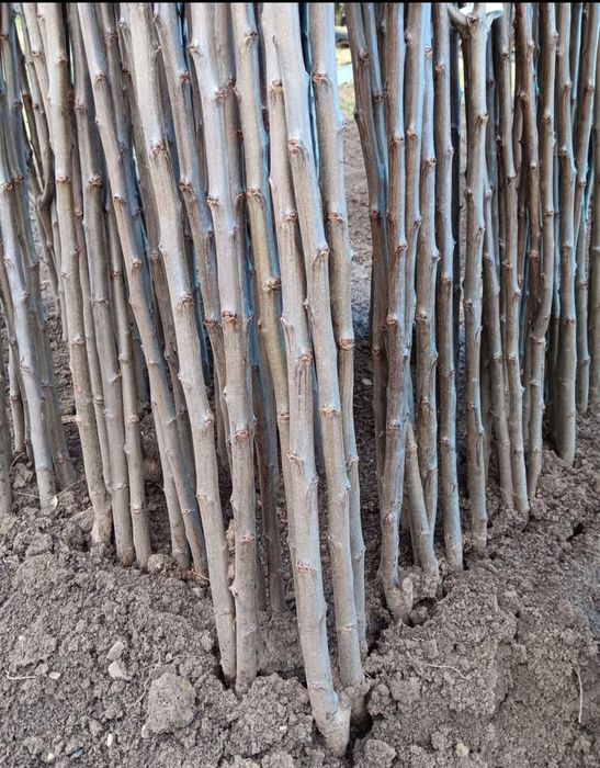 Pomi Altoiti certificati