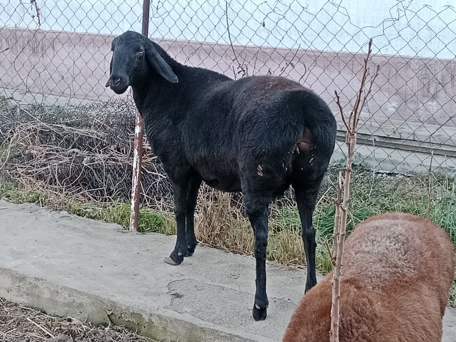 Арашан продам есик