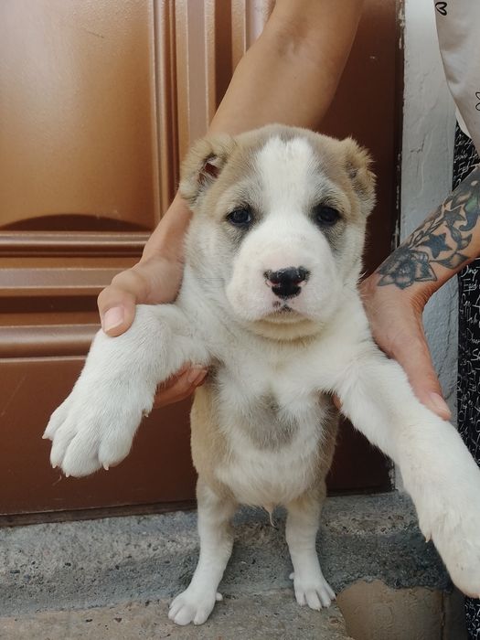Продаются щенки Алабаи.