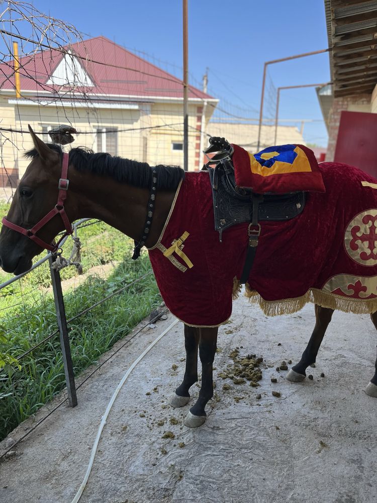 Сүндет тои ат бар